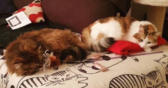 Sibiriska katter Nymphe och Iris